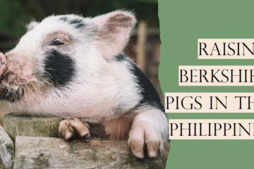 Raising Berkshire Pigs in the Philippines