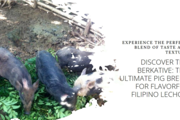 The Ultimate Pig Breed for Flavorful Filipino Lechon