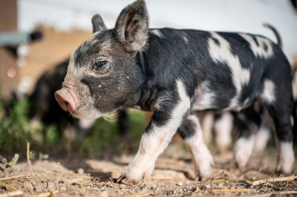 Health and Biosecurity Measures