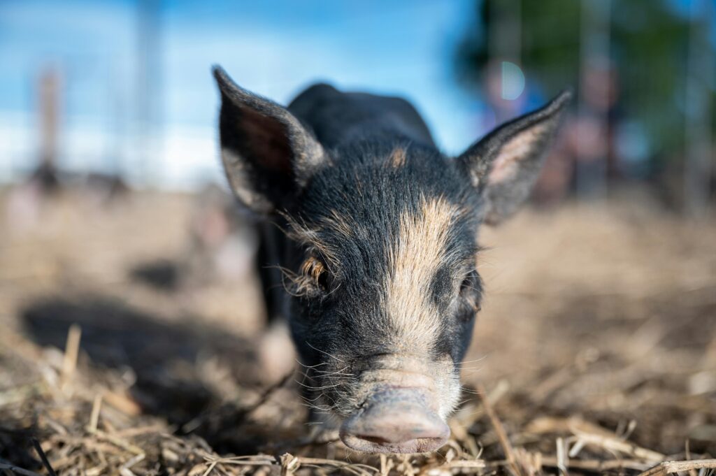 Feeding Your Berkshire Herd