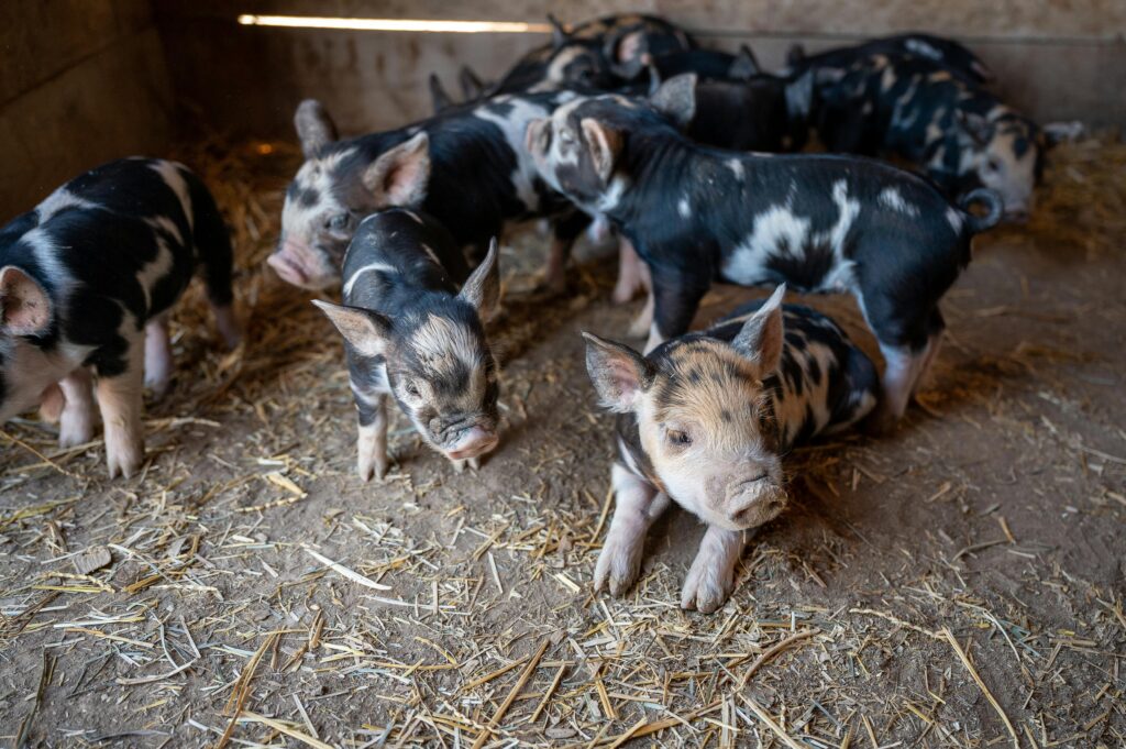 Breeding and Farrowing Management