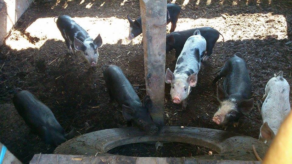 Choosing the Right Piglets