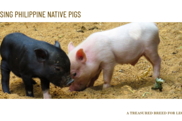 Raising Philippine Native Pigs for Lechon