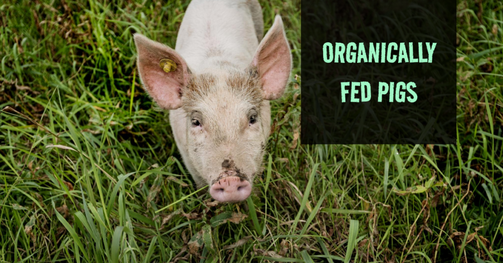 Organically Fed Pigs Are The Secret to Heavenly Lechon