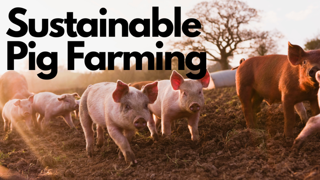 Sustainable Pig Farming