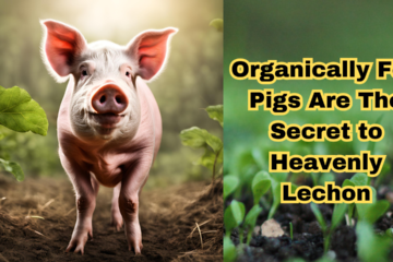 Organically Fed Pigs Are The Secret to Heavenly Lechon